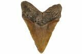 Fossil Megalodon Tooth - North Carolina #199706-2